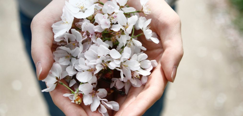 Alcalalí en flor, Feslalí y sus almendras - Alcalalí turismo