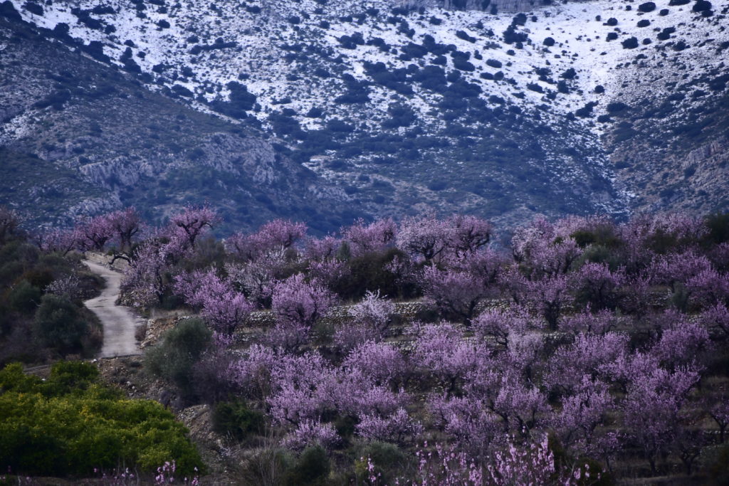III Maratón Fotográfica Alcalalí en flor - Autor Jaime Boronat Soler - Almendros en flor