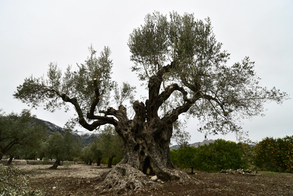 III Maratón Fotográfica Alcalalí en flor - Autor Jaime Boronat Soler - Árboles monumentales