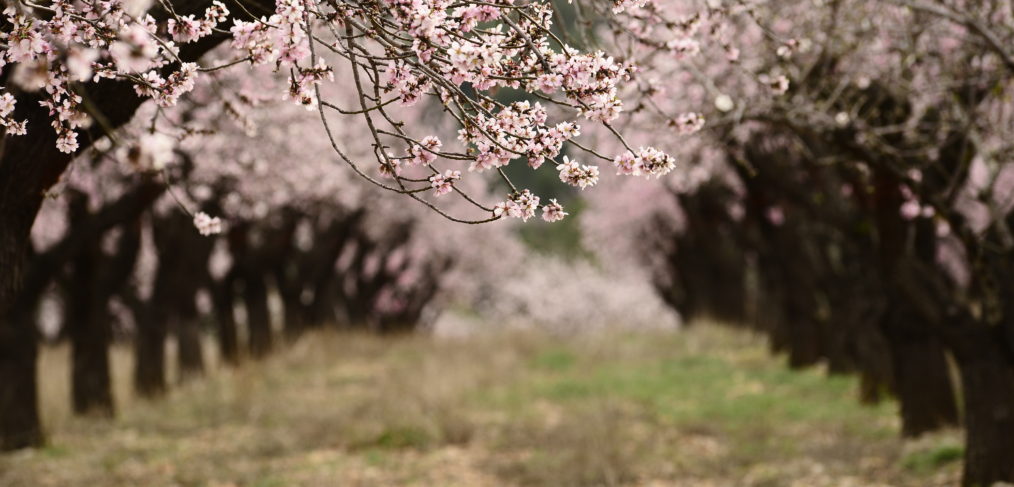 Feslalí - Alcalalí en Flor - Almendros en flor