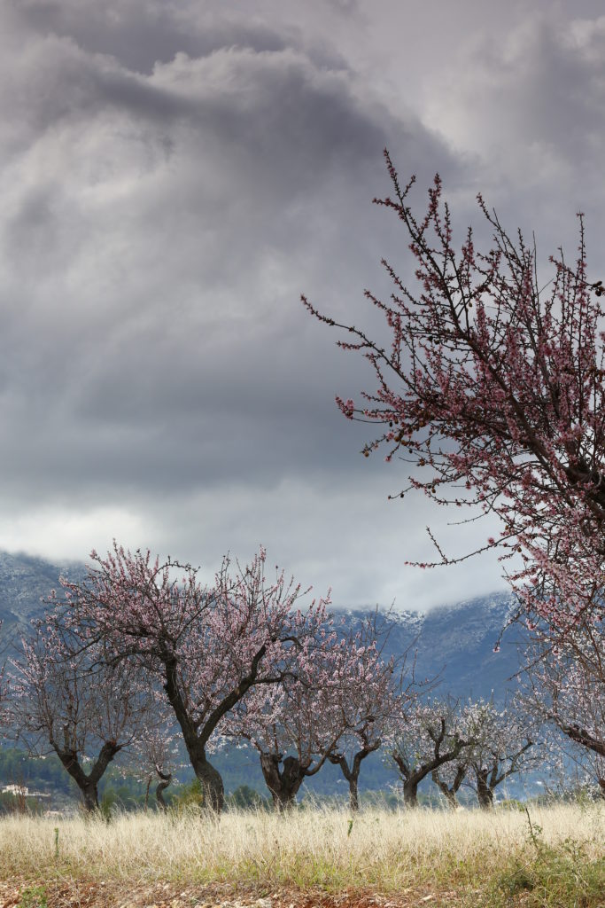 III Maratón Fotográfica Alcalalí en flor - Autor Pedro José Benlloch Nieto - Almendros en flor