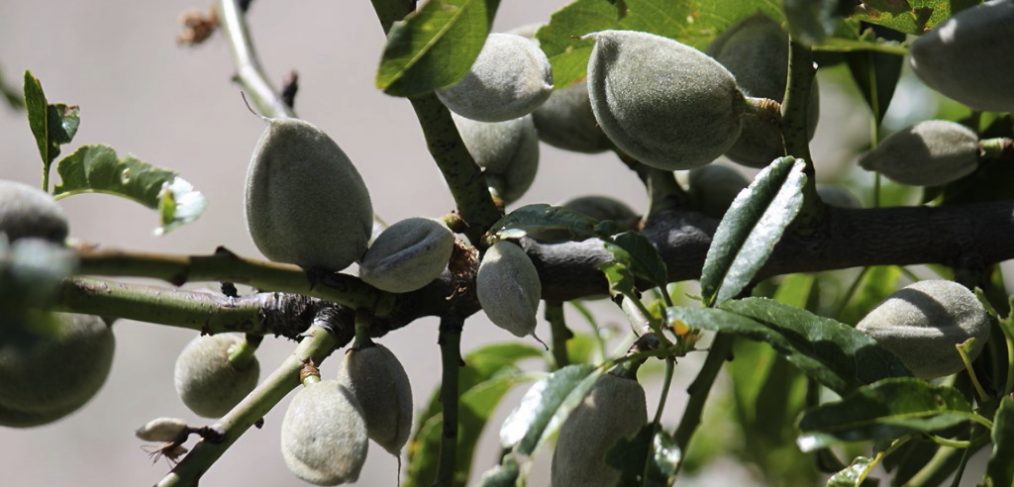 Almendras - Alcalalí