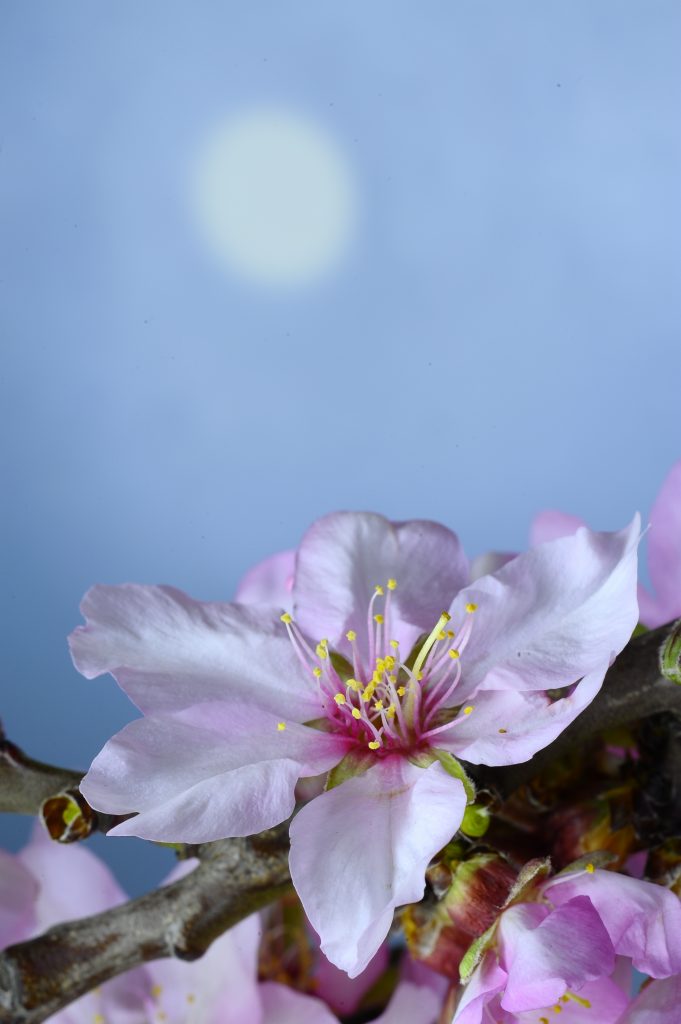  TEMÁTICA: ALMENDROS EN FLOR