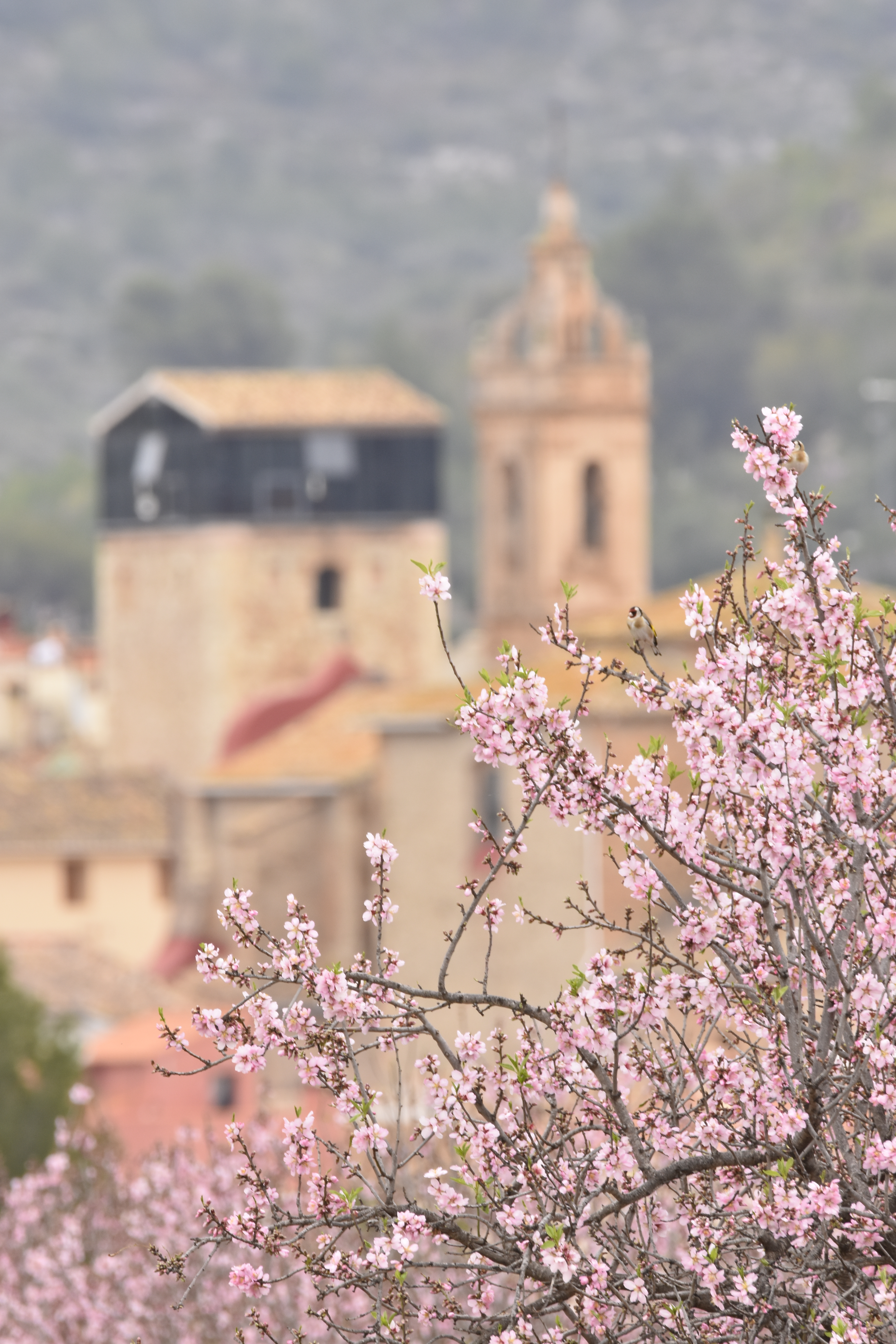 Torre Medieval – Alcalalí