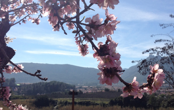 Rutas de los almendros en flor – Alcalalí turismo