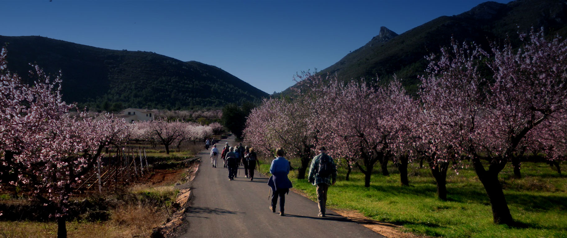 Ruta #AlcalalíEnFlor almendros en flor Feslalí - Alcalalí turismo