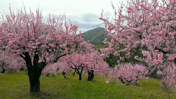 Almendros en flor en Alcalalí CostaBlanca ComunidadValenciana