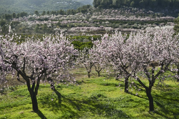 Almendros Alcalalí CostaBlanca ComunidadValenciana