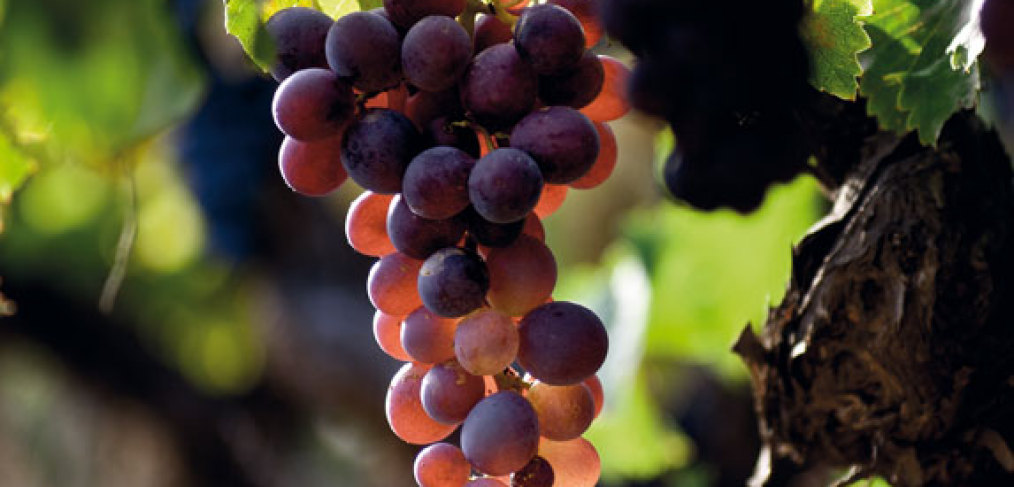 Ruta del Vino de Alicante - Alcalalí turismo