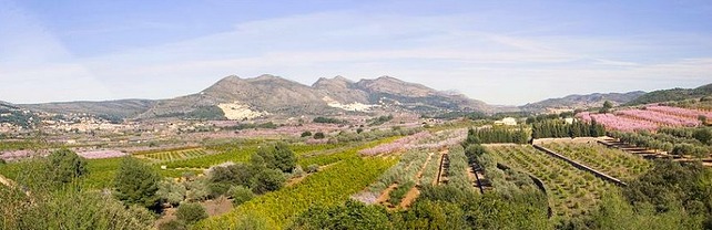 almendros en flor Alcalali Costablanca ComunidadValenciana