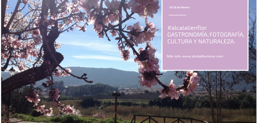 Almendros en flor en Alcalalí.