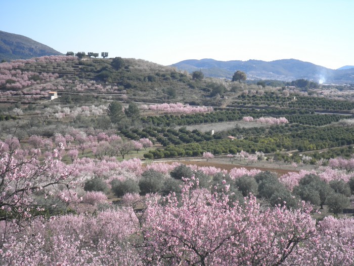 almendros en flor alcalalí costablanca comunidadvalenciana