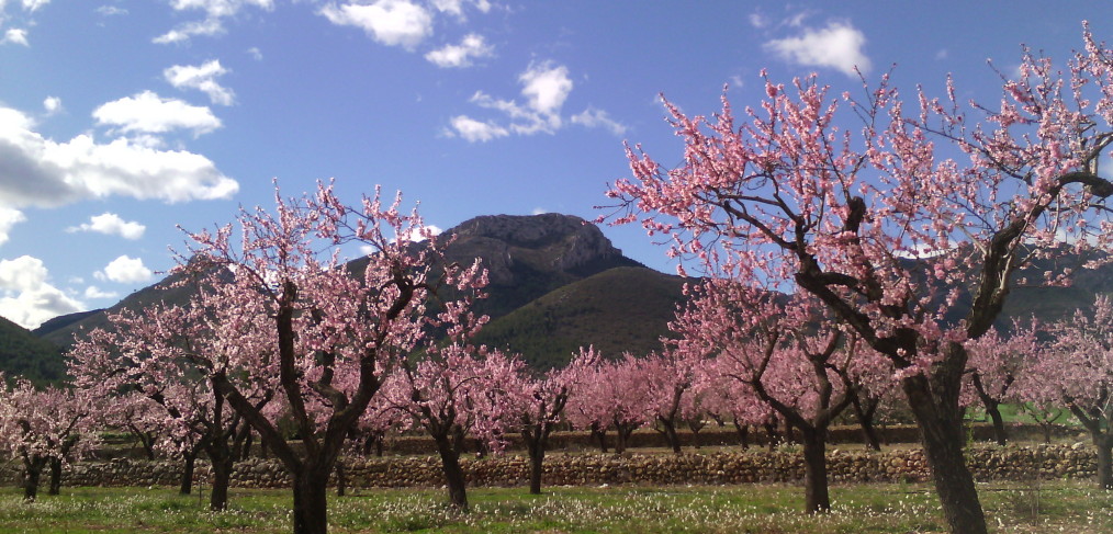FESLALÍ "Alcalalí en flor" del 5 al 21 de febrero - Alcalalí turismo