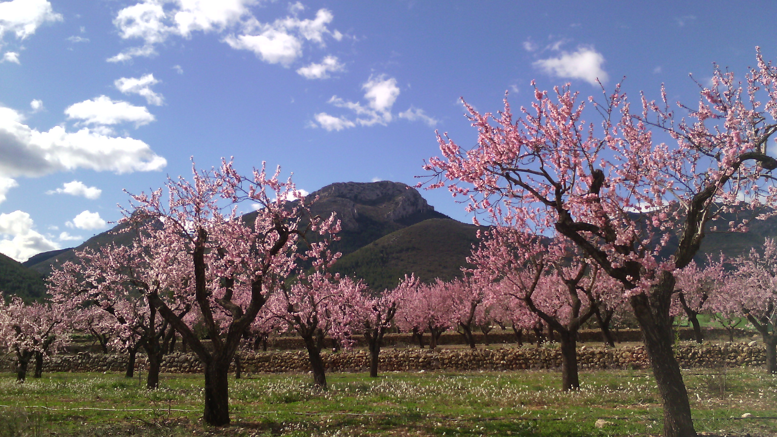 FESLALÍ «Alcalalí en flor» – Alcalalí turismo