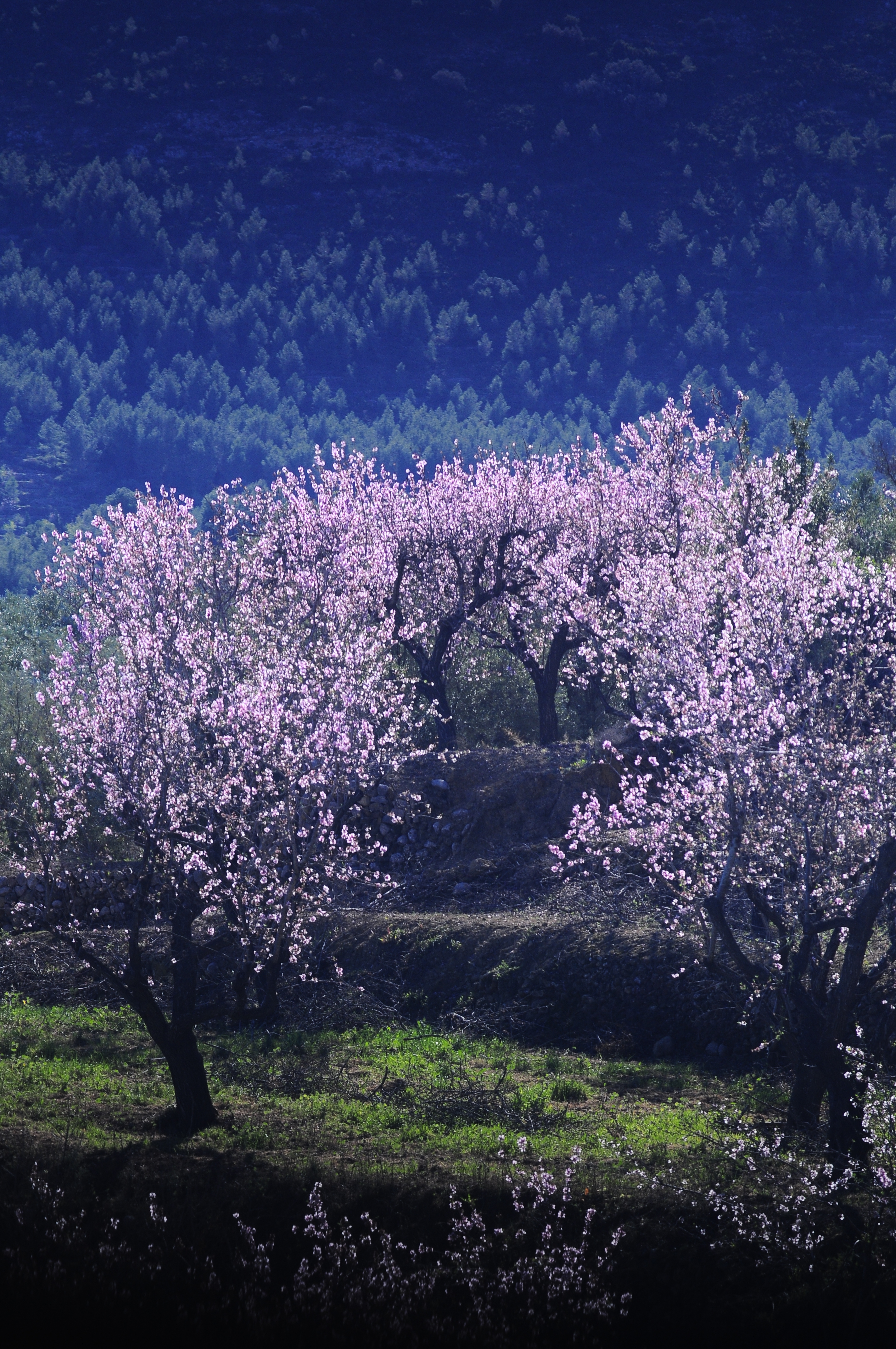 Premio a la mejor fotografía de almendros en flor a José Miguel Mengual Costa