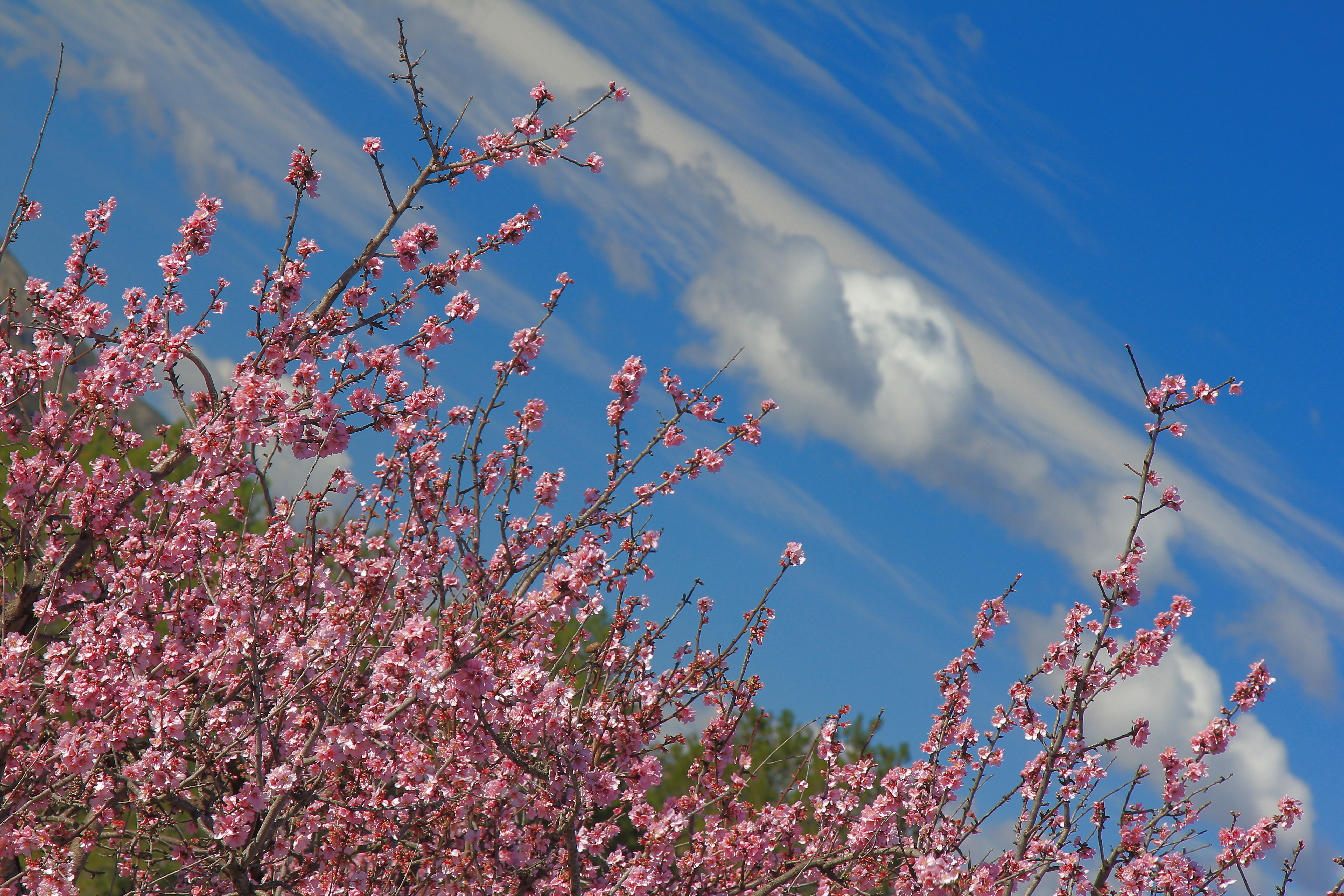 Concurso Fotográfico II Maratón #alcalalienflor – Alcalalí Turismo