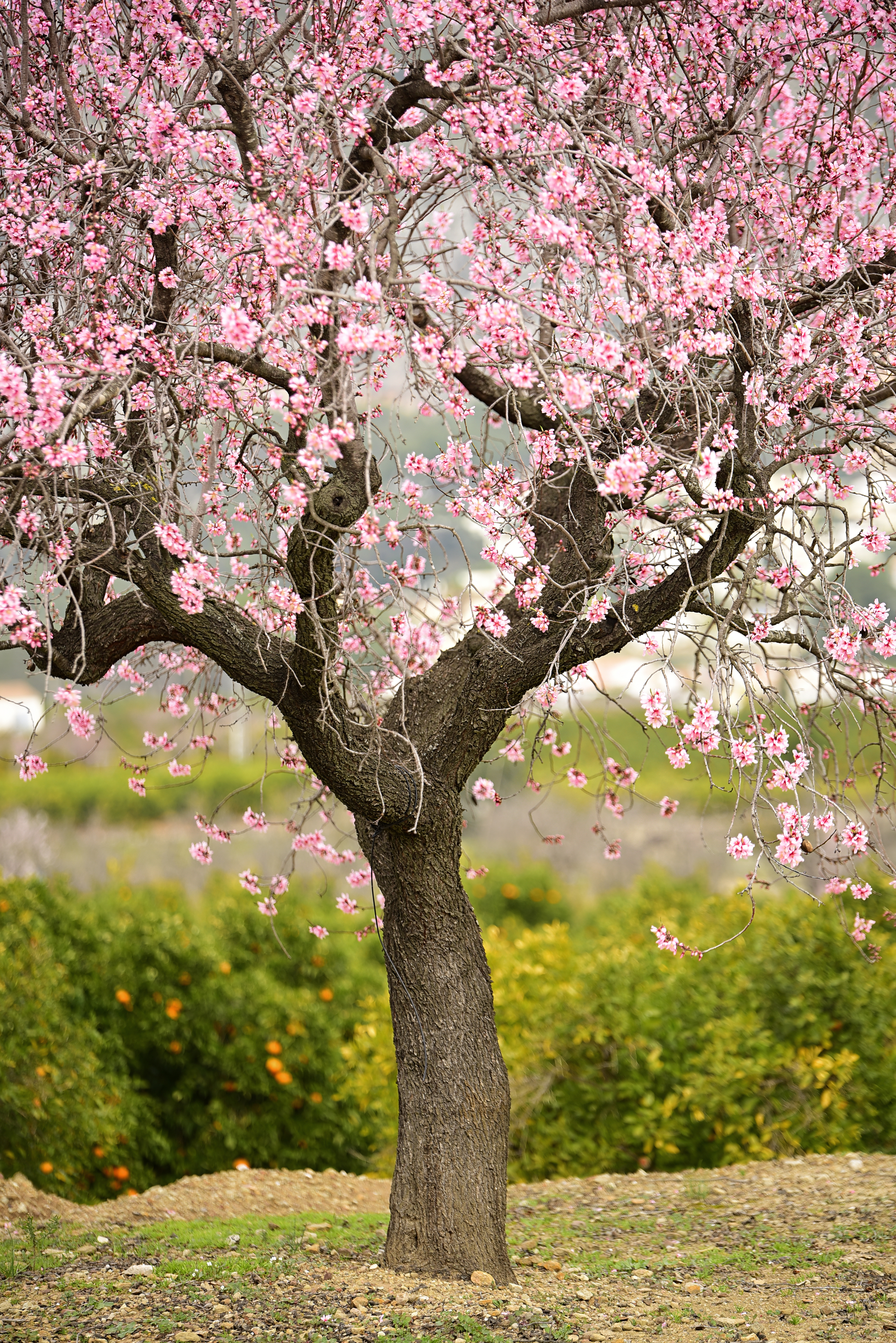 Concurso Fotográfico Alcalalí en Flor – José Tortosa Sarrió – Almendros en flor