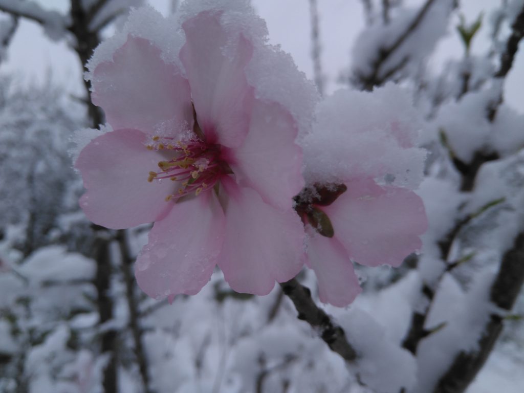 Concurso Fotográfico "Alcalalí en Flor" - Autora: Marí Carmen García López - Almendros en flor Concurso Fotográfico "Alcalalí en Flor" - Autora: Marí Carmen García López - Almendros en flor