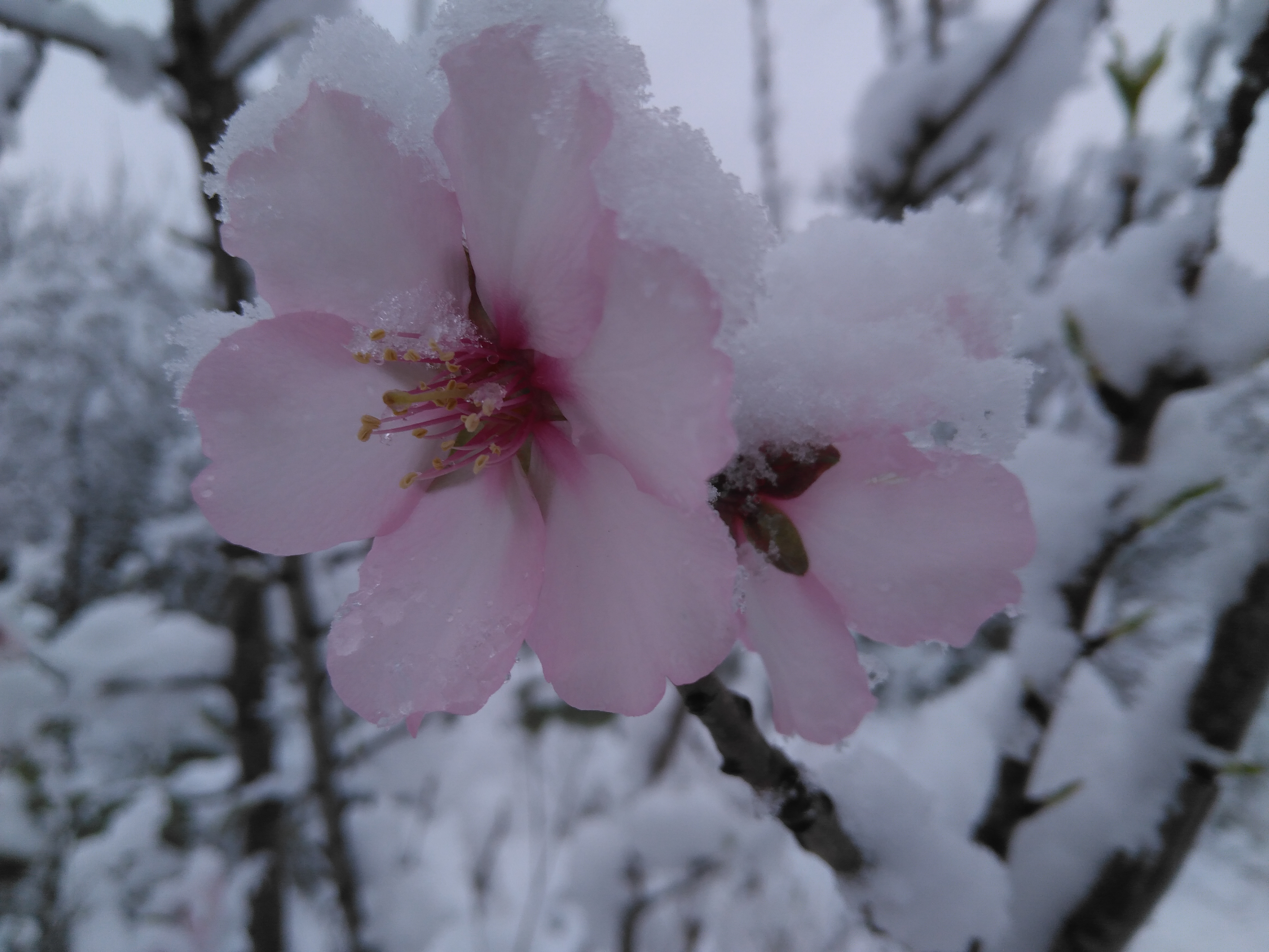 Concurso Fotográfico «Alcalalí en Flor» – Autora: Marí Carmen García López – Almendros en flor