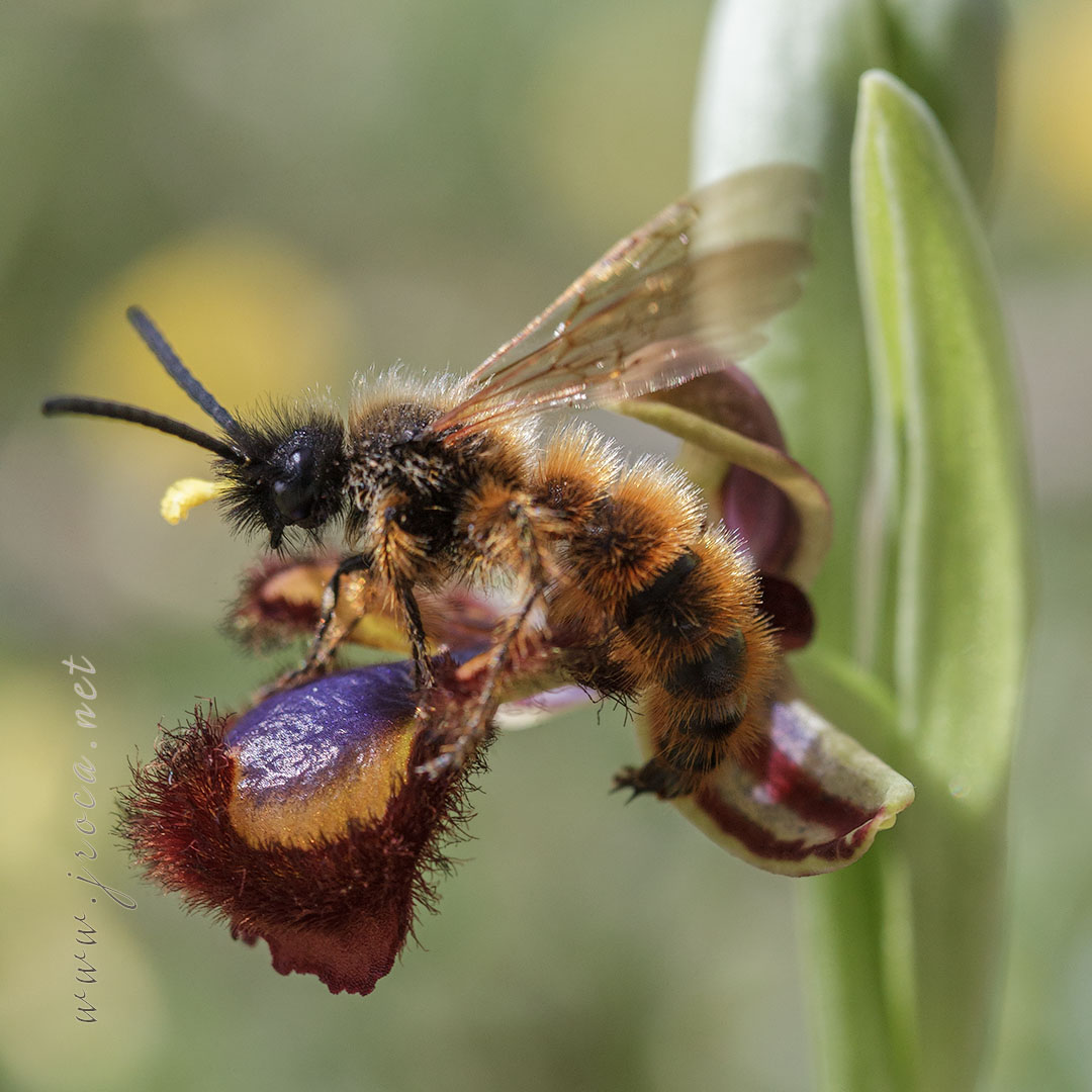 Dasyscolia ciliata (Fabricius, 1787) polinizando Ophrys speculum