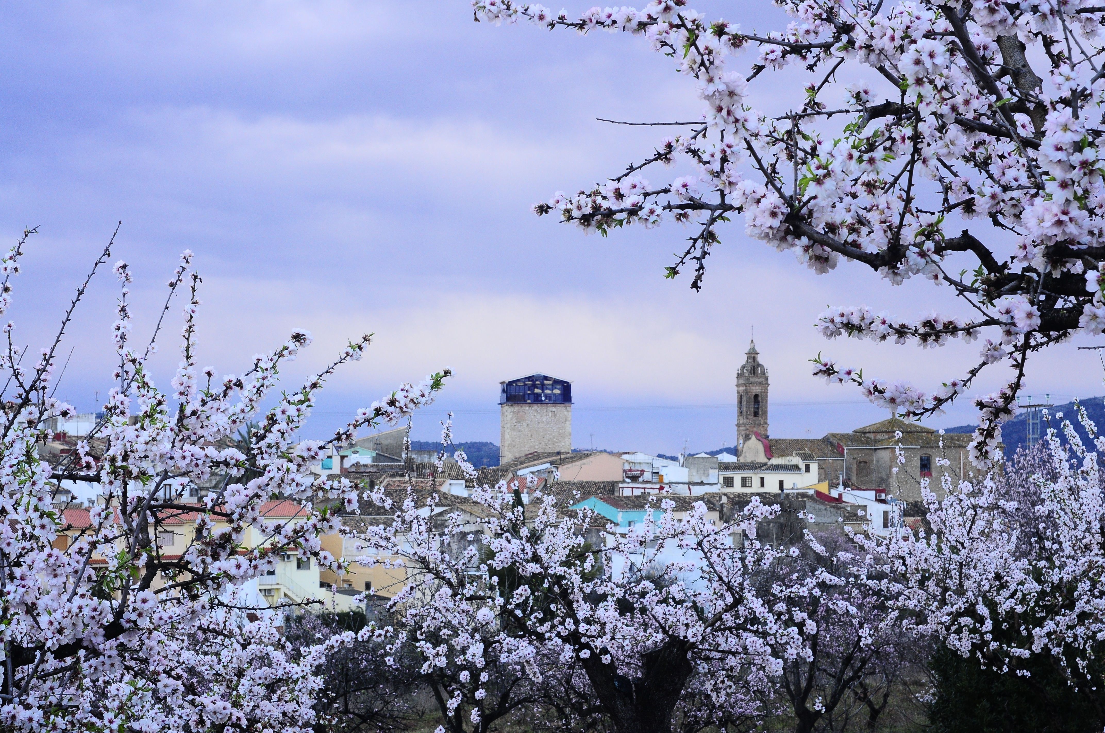 Feslalí – Alcalalí Turismo almendros en flor