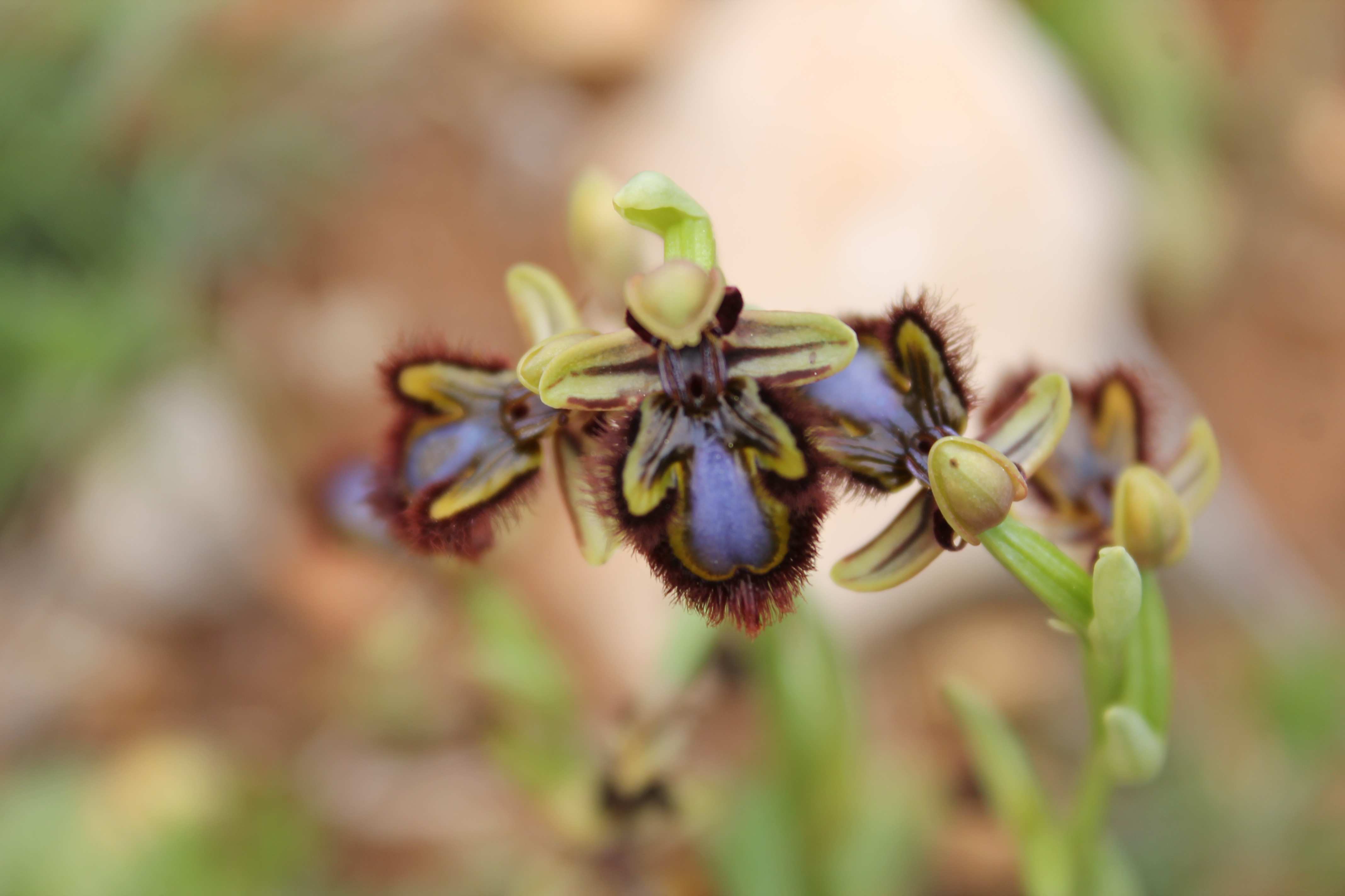 Orquídeas – Alcalalí Turismo