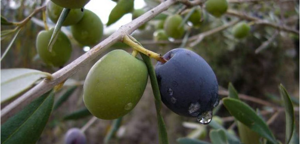 El aceite de oliva - Alcalalí turismo