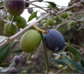 El aceite de oliva - Alcalalí turismo