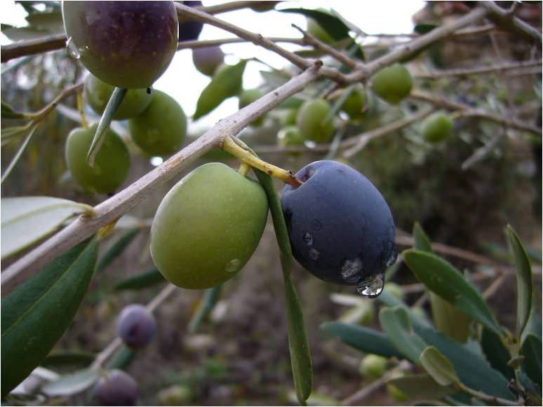 El aceite de oliva – Alcalalí turismo