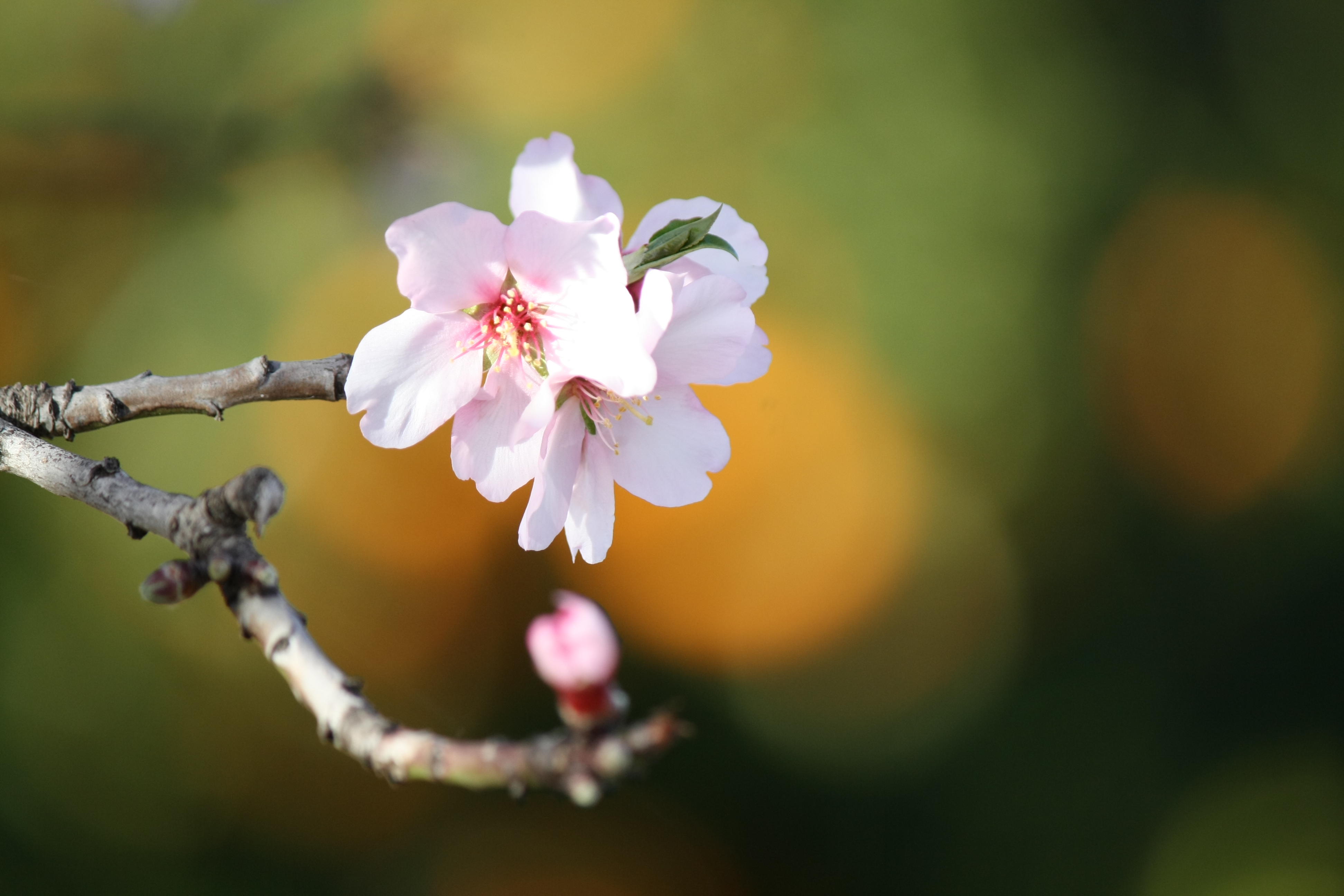 Almendros en flor – Alcalalí