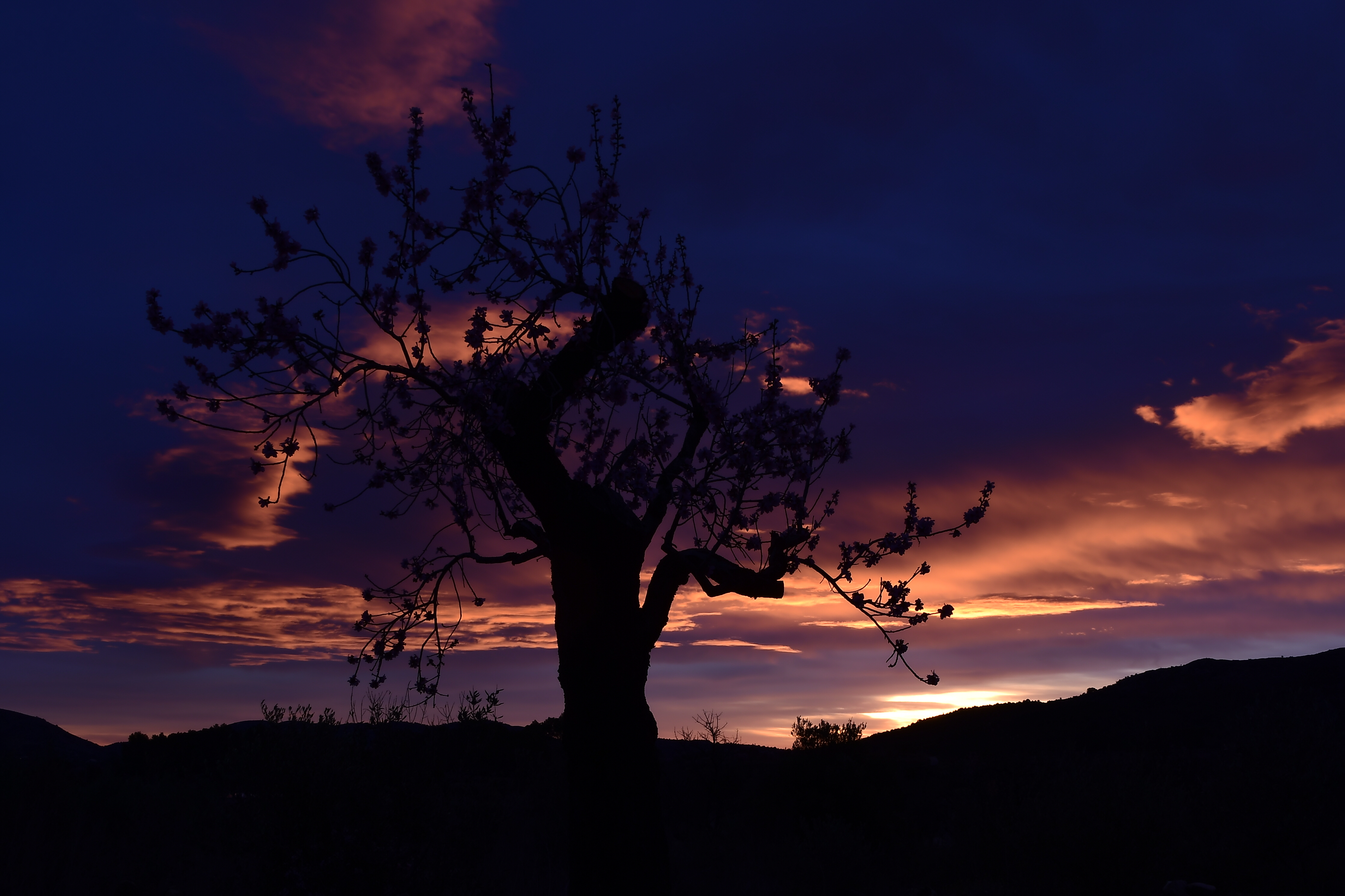 III Maratón Fotográfica Alcalalí en flor – Autor Jaime Boronat Soler – Salida del sol