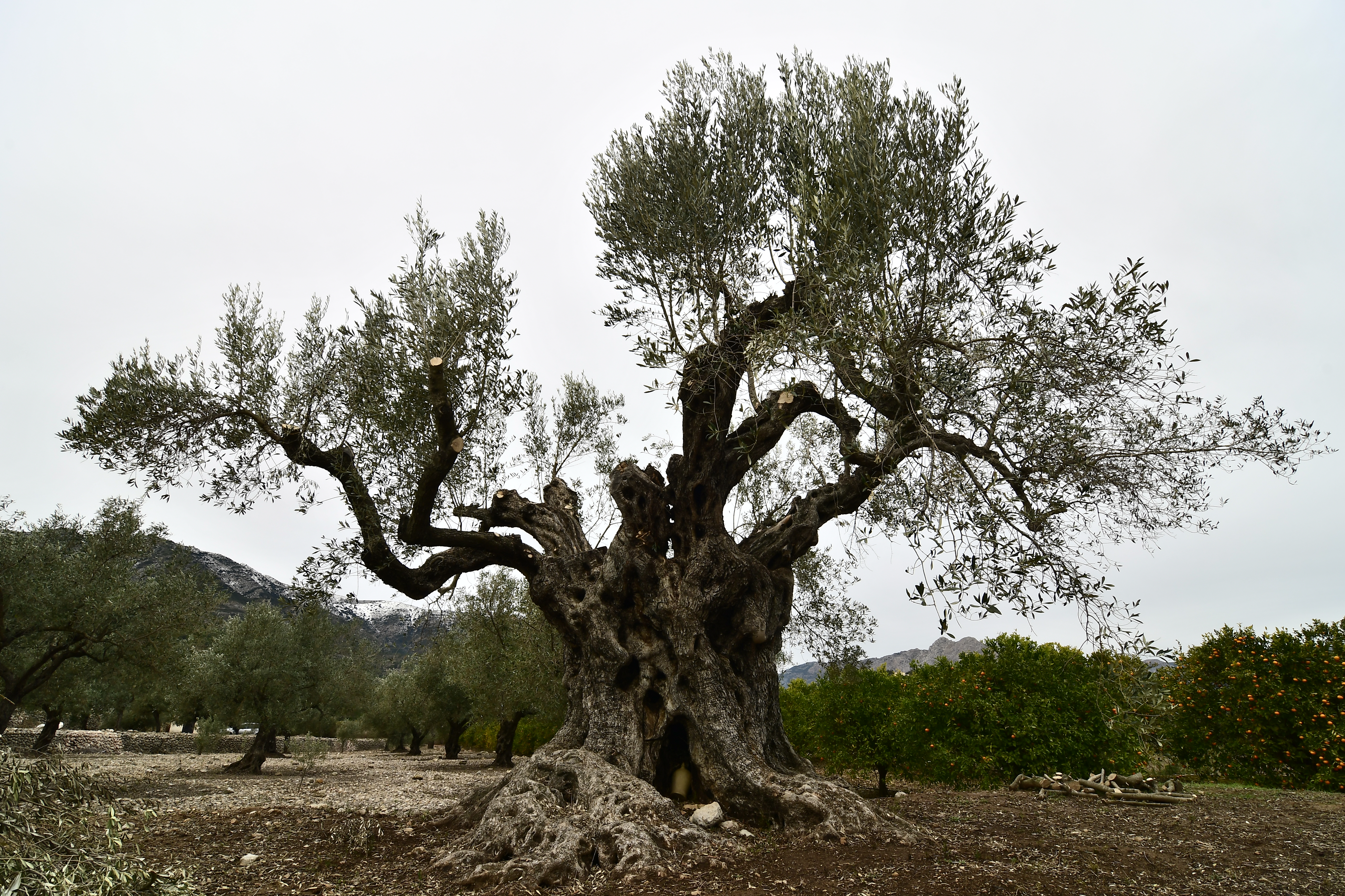 III Maratón Fotográfica Alcalalí en flor – Autor Jaime Boronat Soler – Árboles monumentales