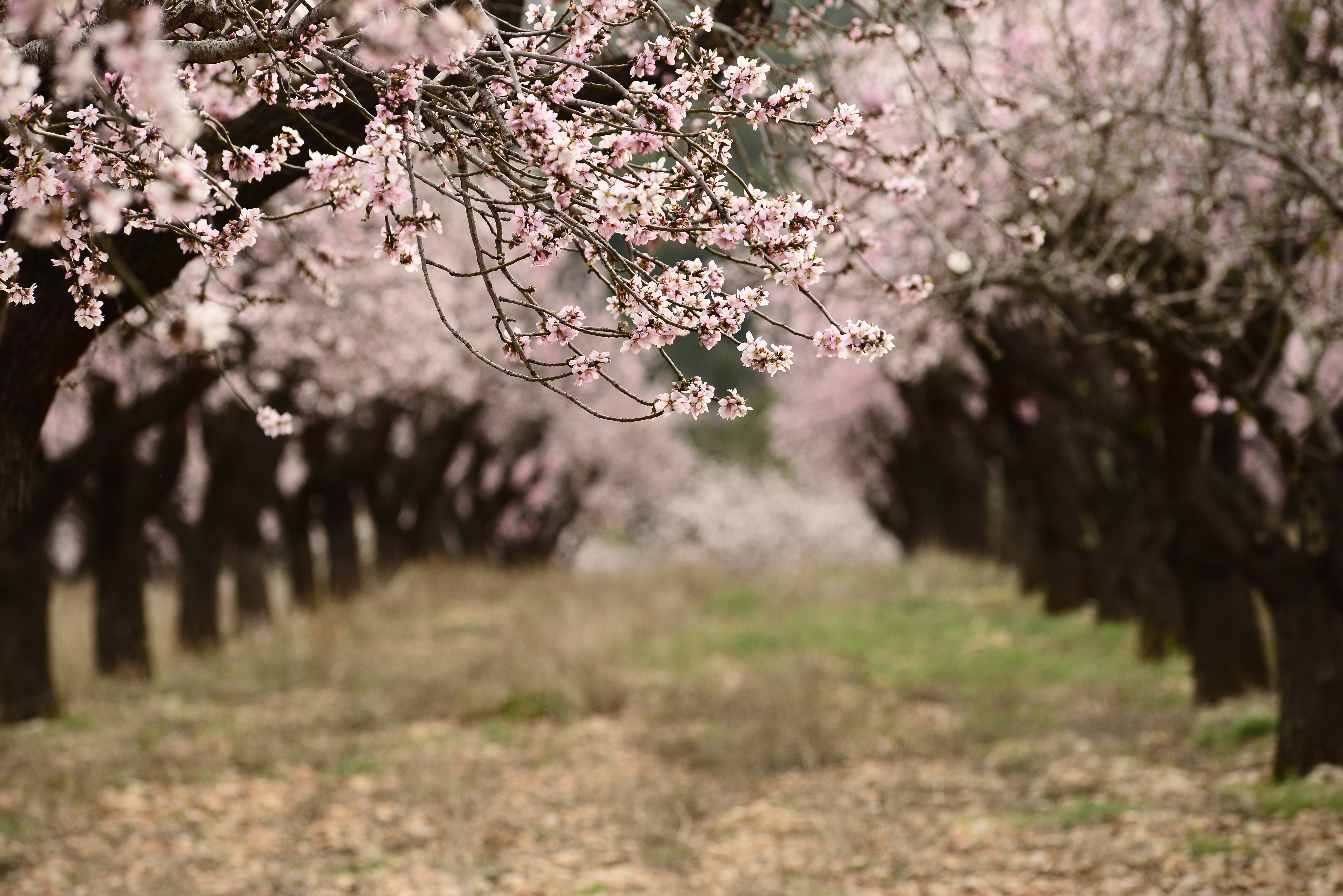 Feslalí – Alcalalí en Flor – Almendros en flor