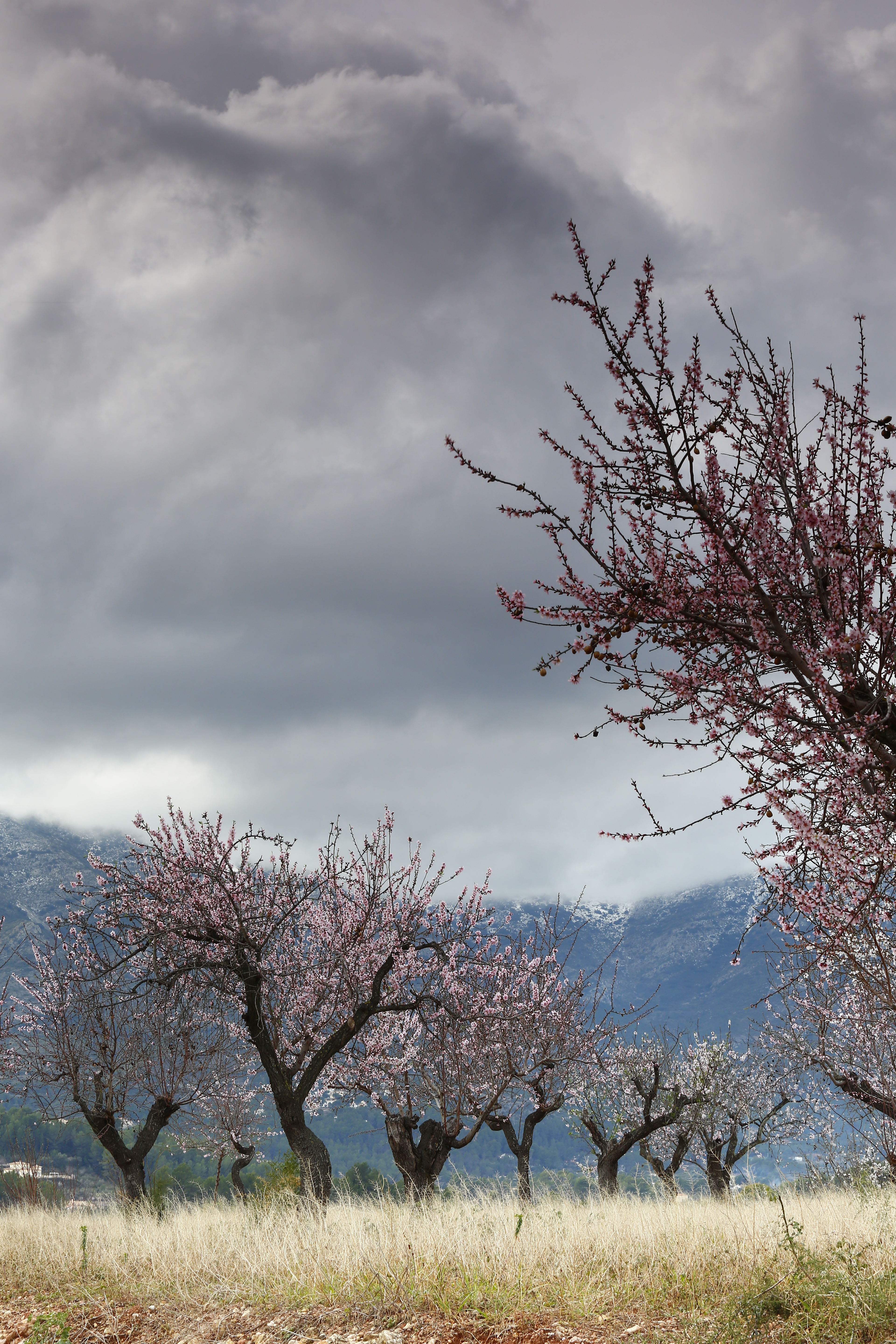 III Maratón Fotográfica Alcalalí en flor – Autor Pedro José Benlloch Nieto – Almendros en flor