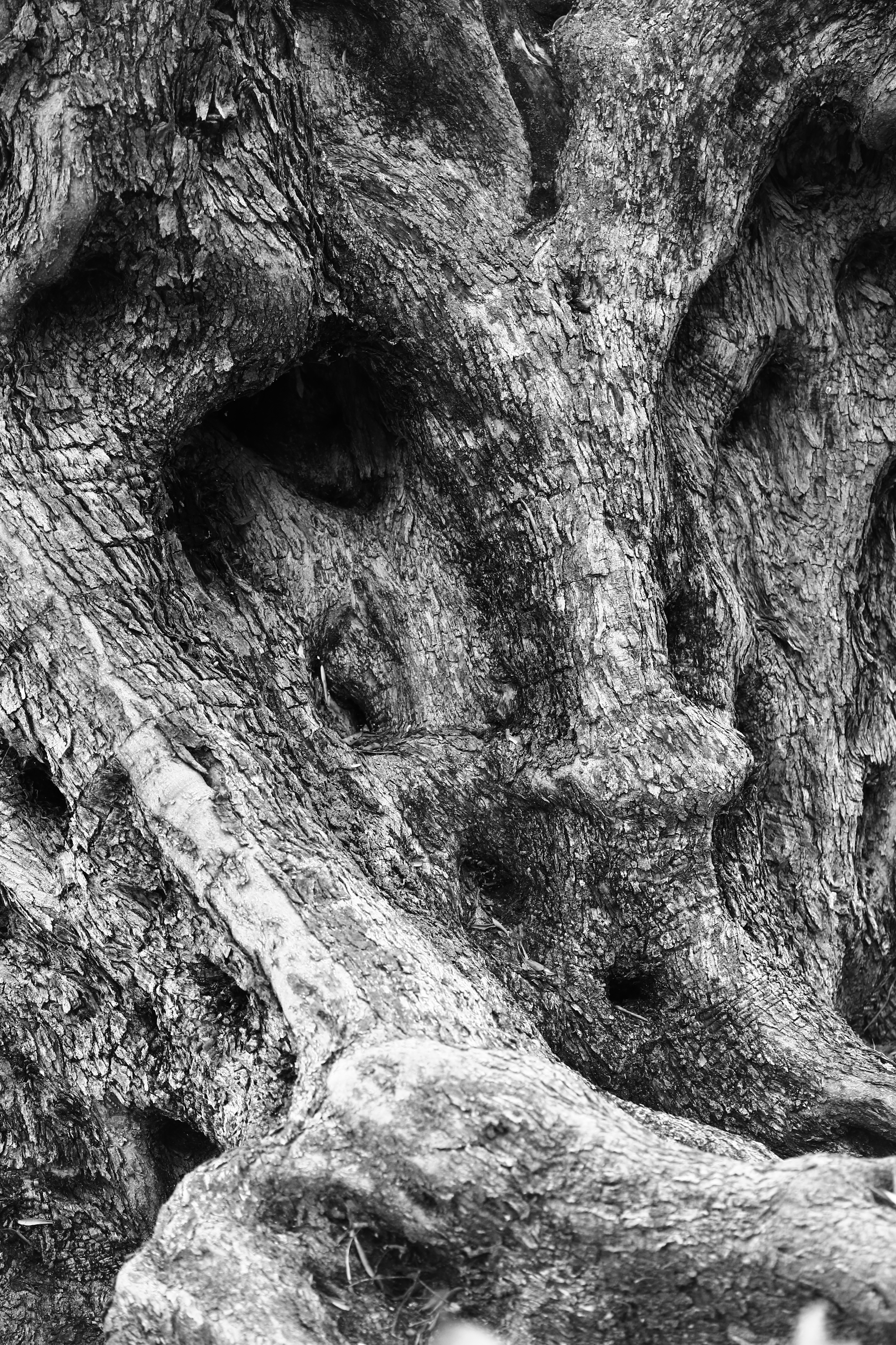 III Maratón Fotográfica Alcalalí en flor – Autor Pedro José Benlloch Nieto – Árboles monumentales