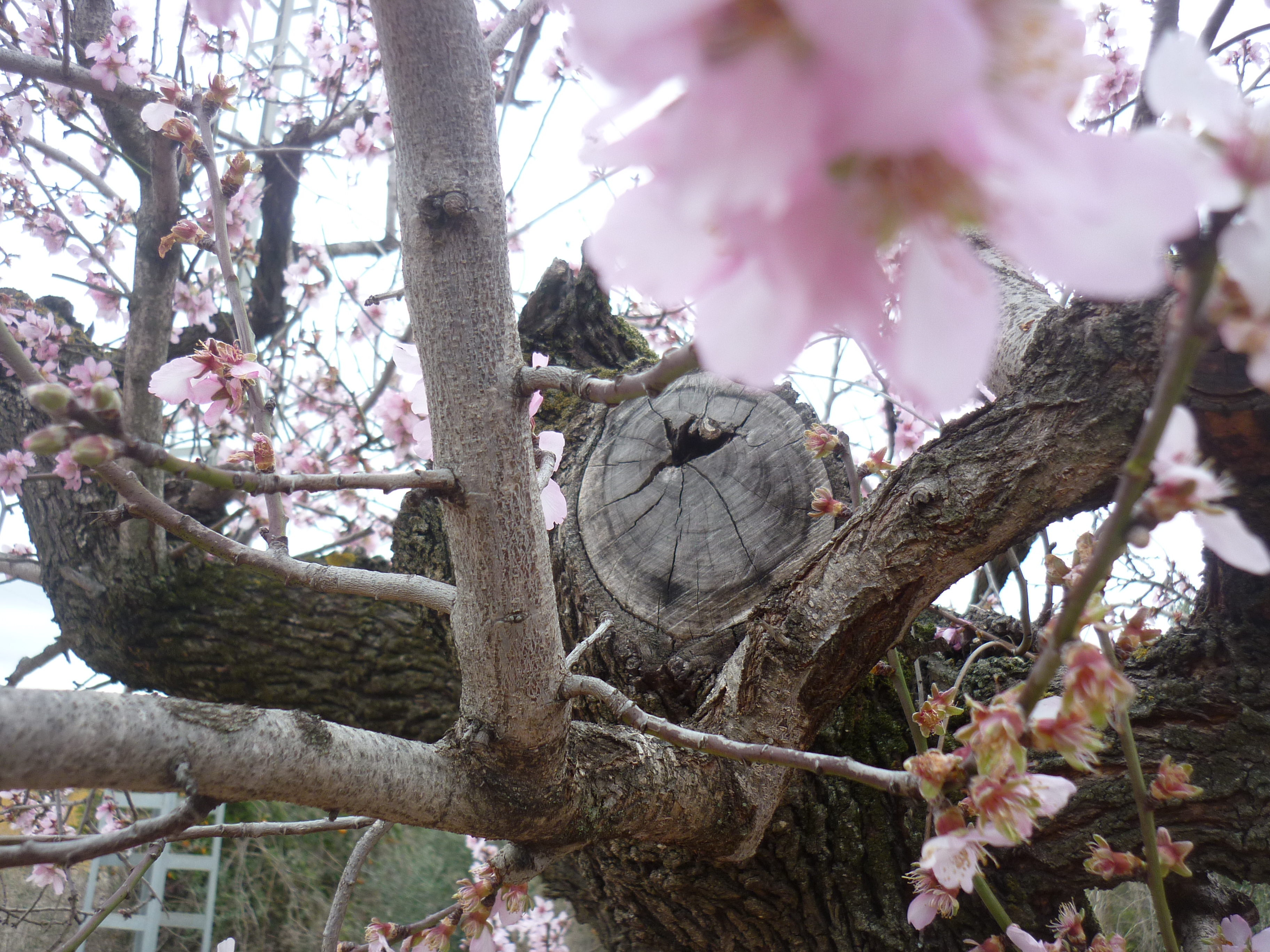 III Maratón Fotográfica Alcalalí en flor – Autora María del Carmen García López – Almendros en flor