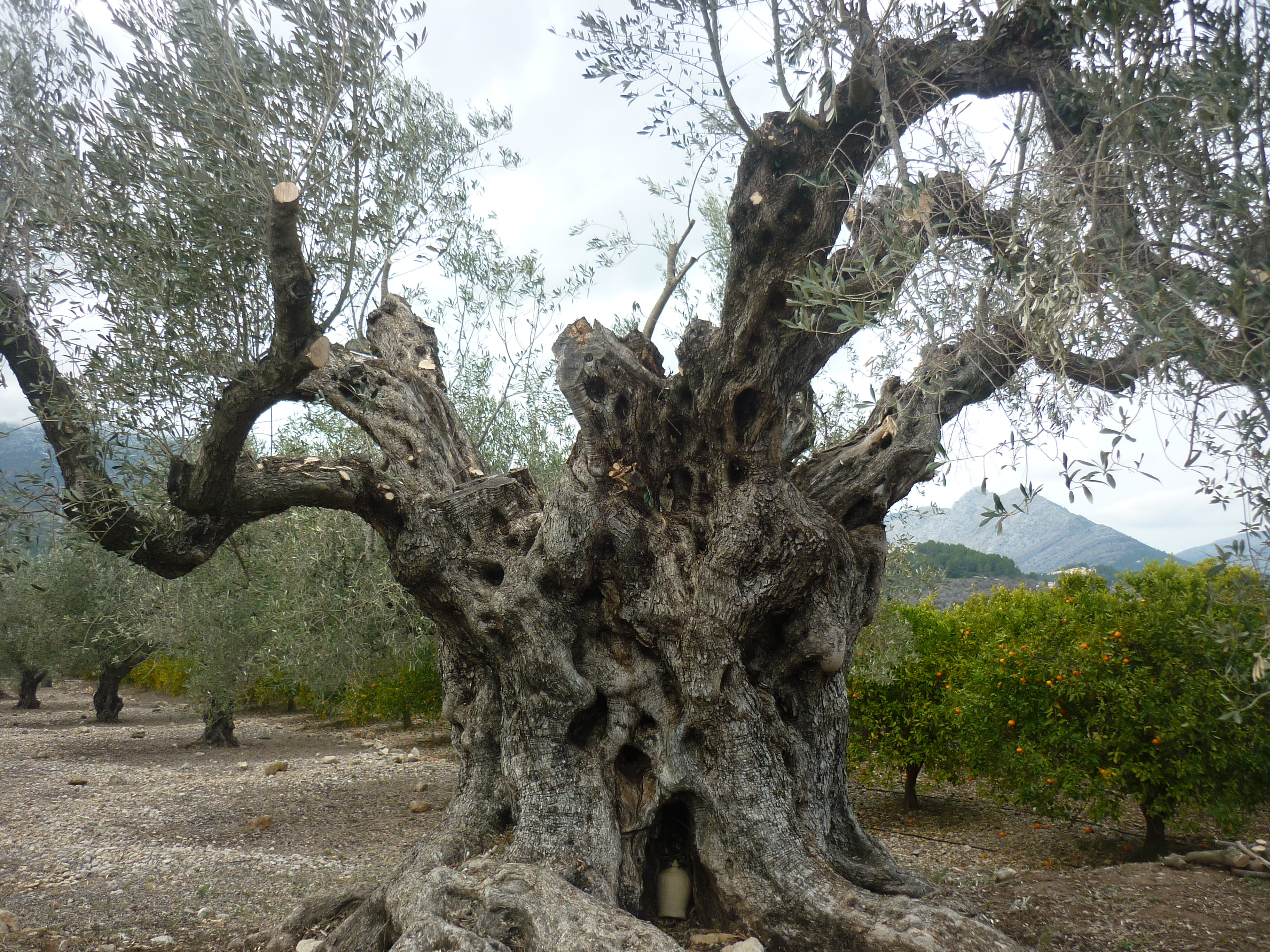 III Maratón Fotográfica Alcalalí en flor – Autora María del Carmen García López – Árboles monumentales