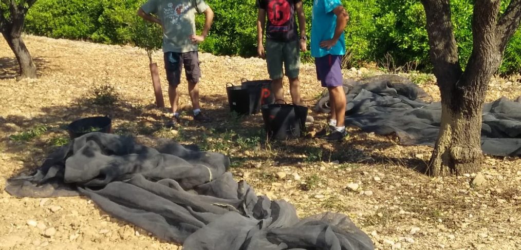 I Festa de la Collita de l'Ametla - Alcalalí