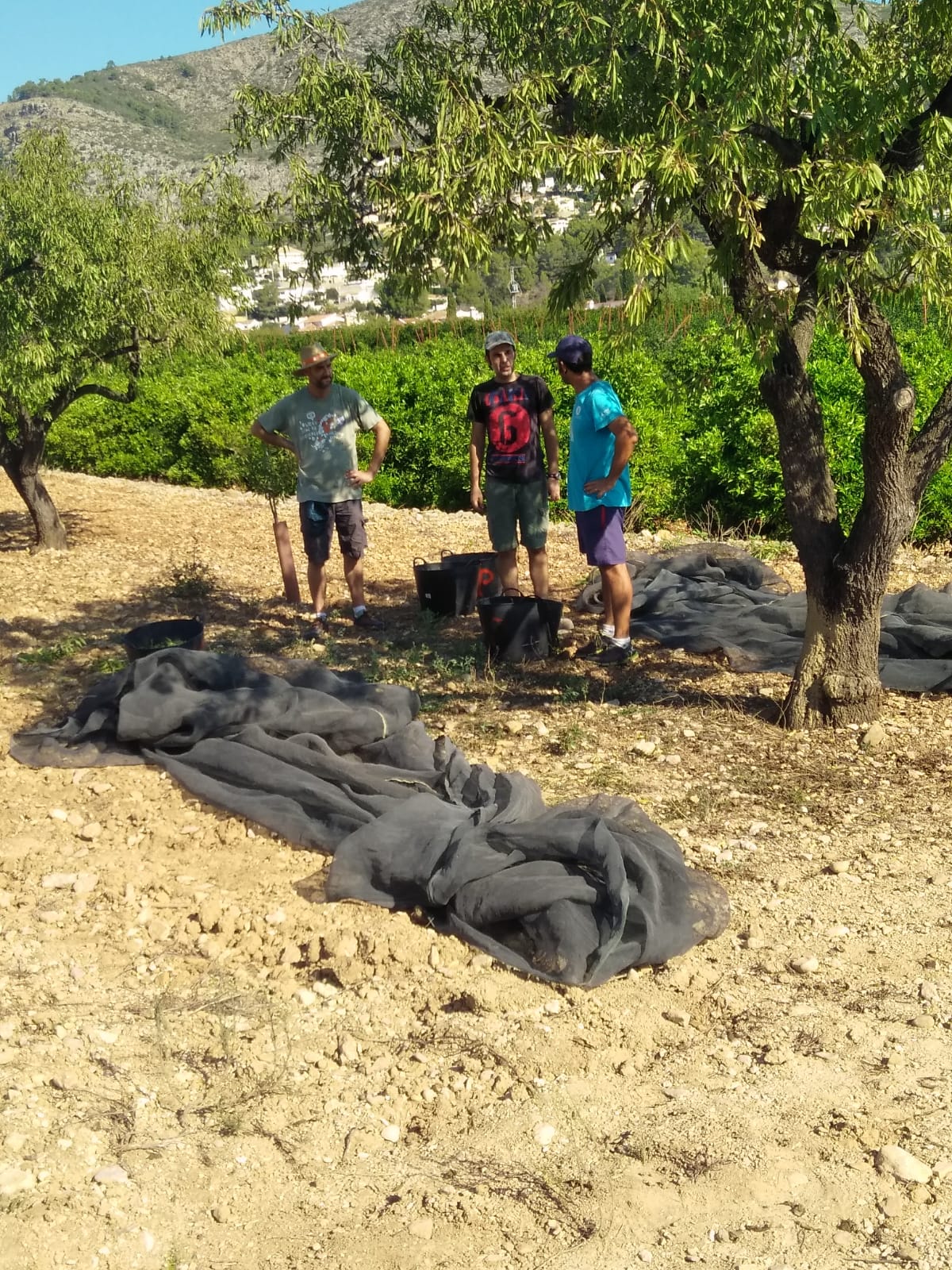 I Festa de la Collita de l’Ametla – Alcalalí