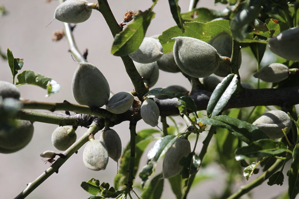 Almendras – Alcalalí