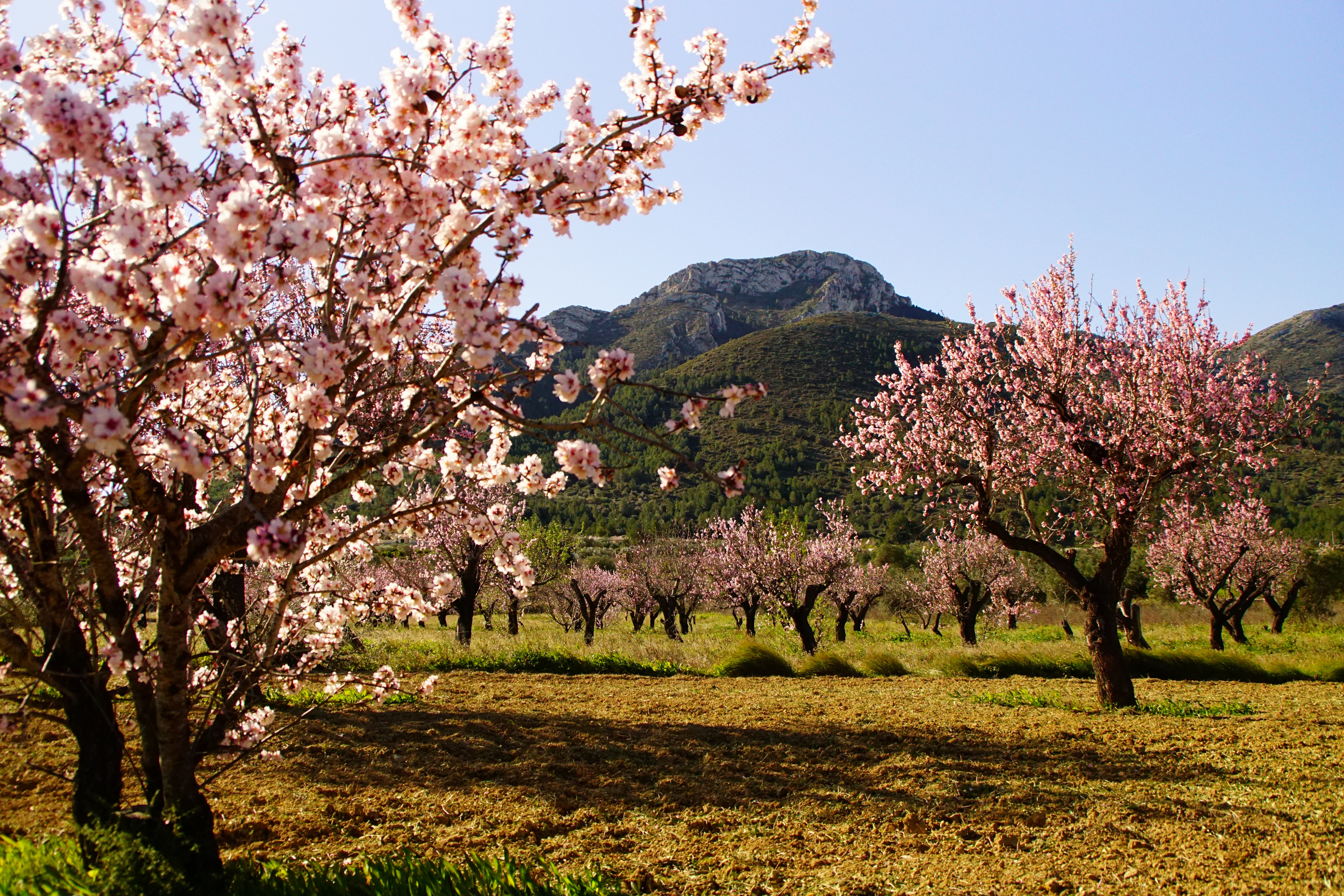 Campo de Alcalalí en Flor por Marisa Gran Castillo durante la IV Maratón Fotográfica Feslalí, Alcalalí en Flor