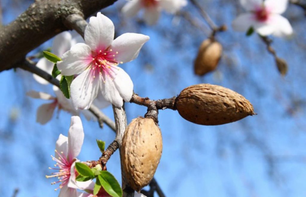 EL-ALMENDRO-AYUDA-ASOCIADA-FEGA-1024×660