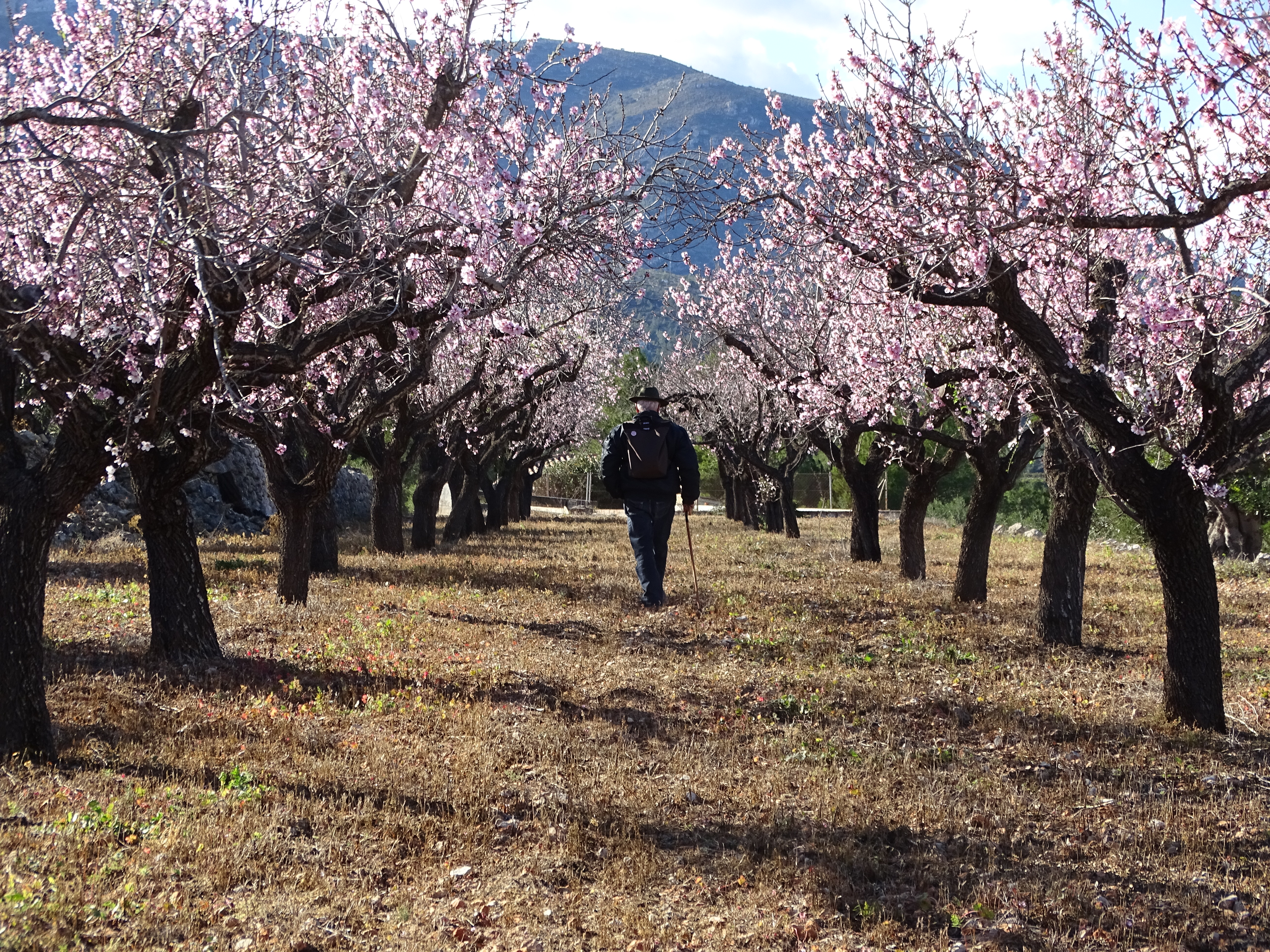 Maratón Fotográfica Alcalalí En Flor