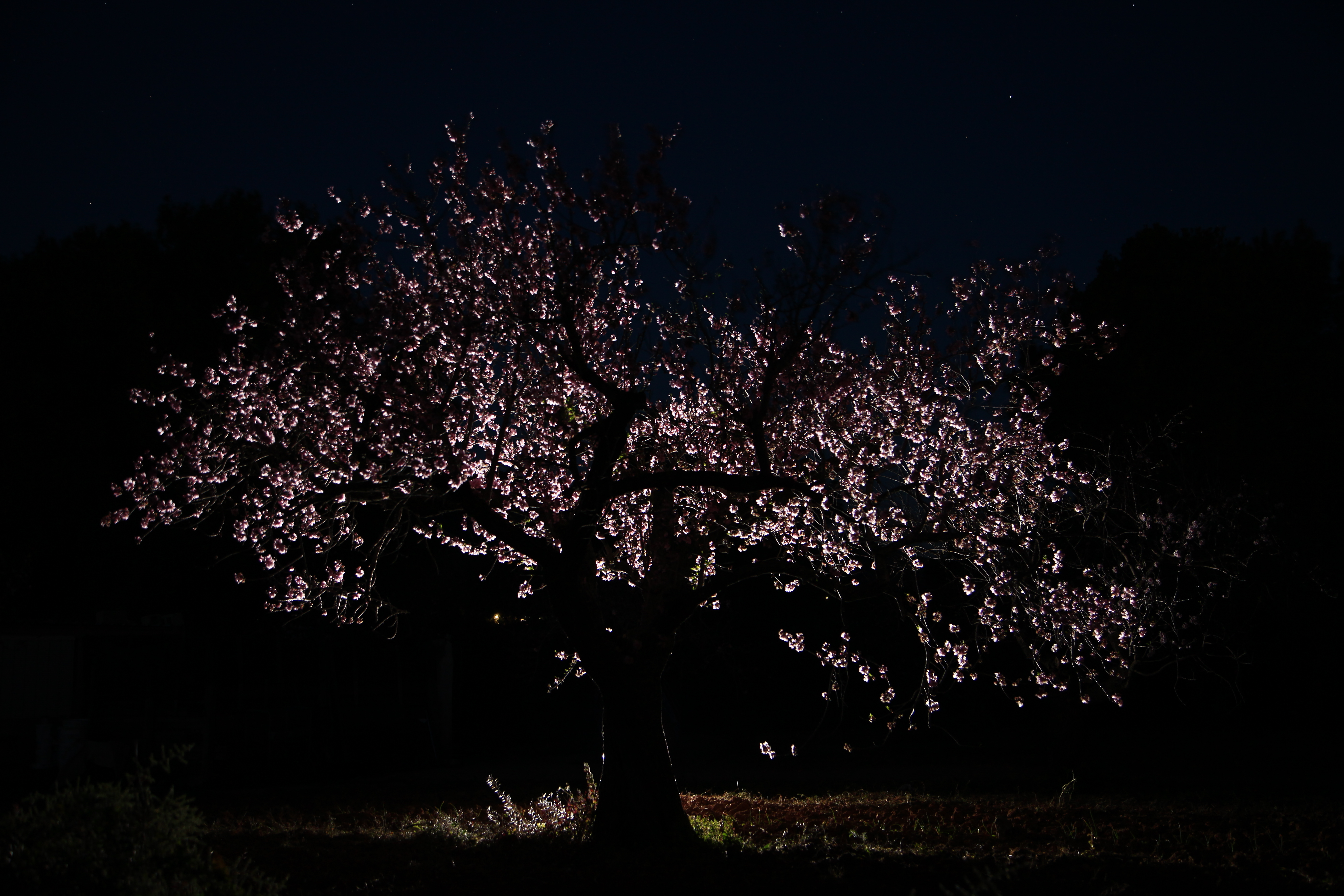 Maratón Fotográfica Alcalalí En Flor (3)