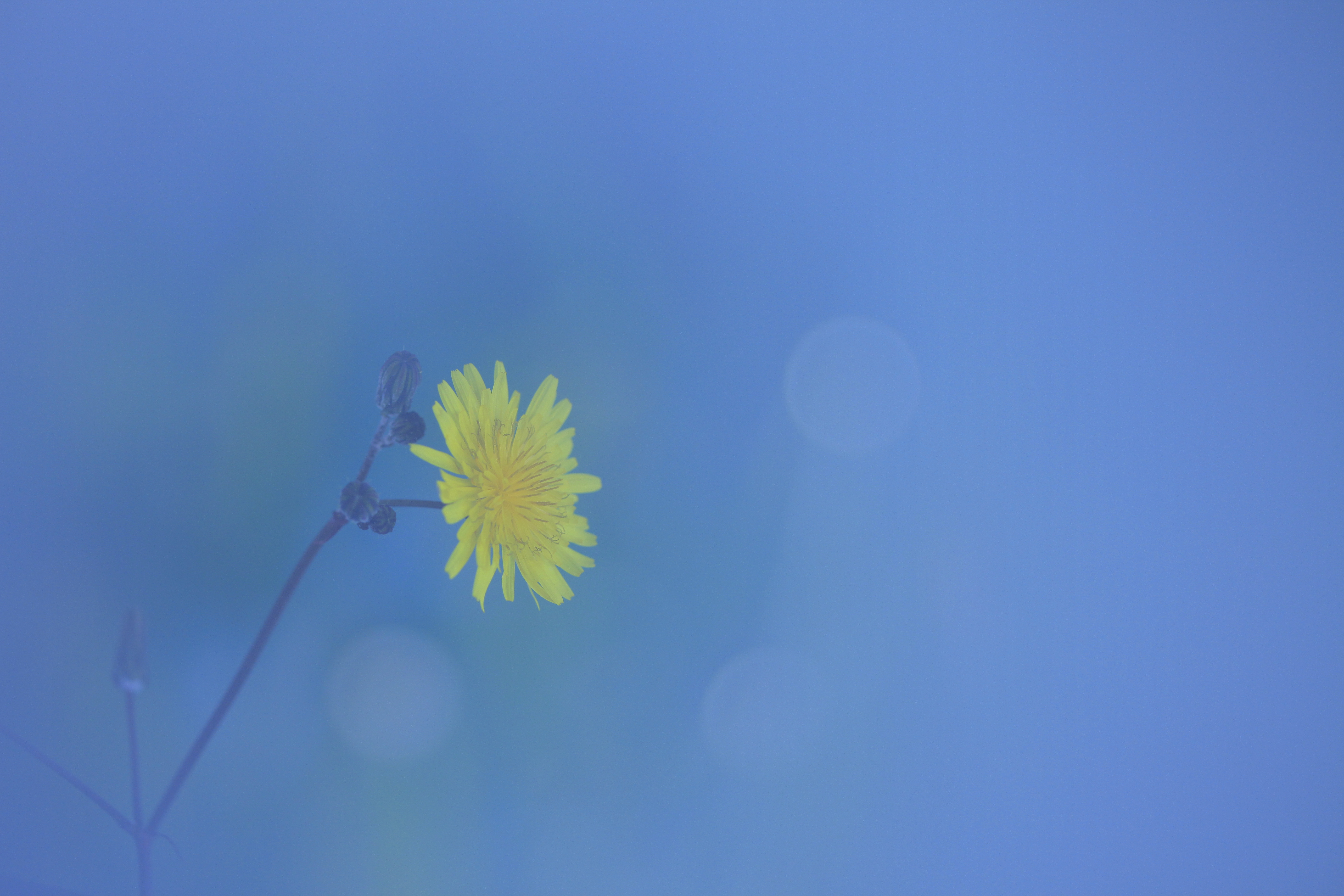 Maratón Fotográfica Alcalalí En Flor (4)