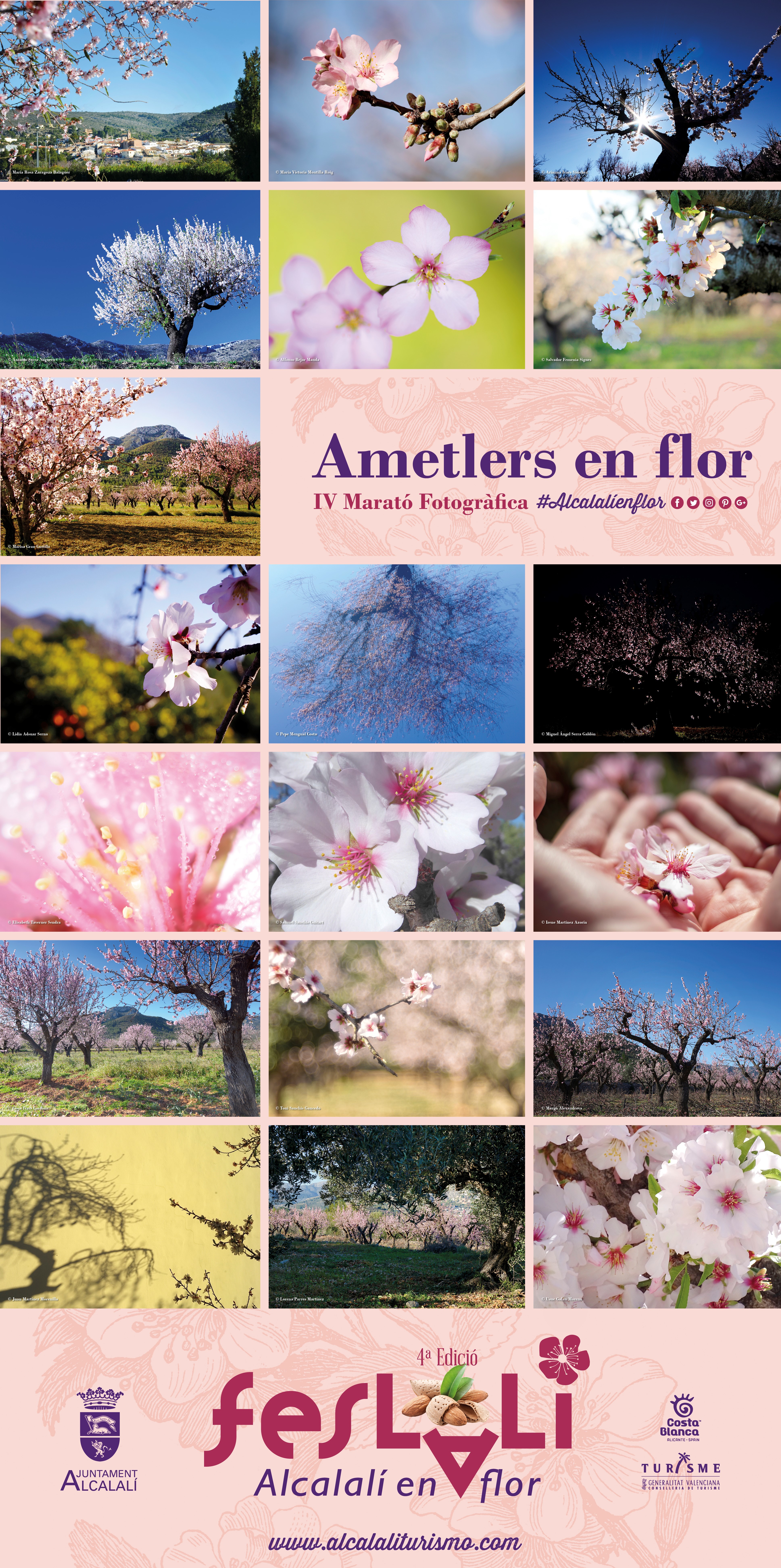 Maratón Fotográfica Alcalalí En Flor – Almendros en Flor