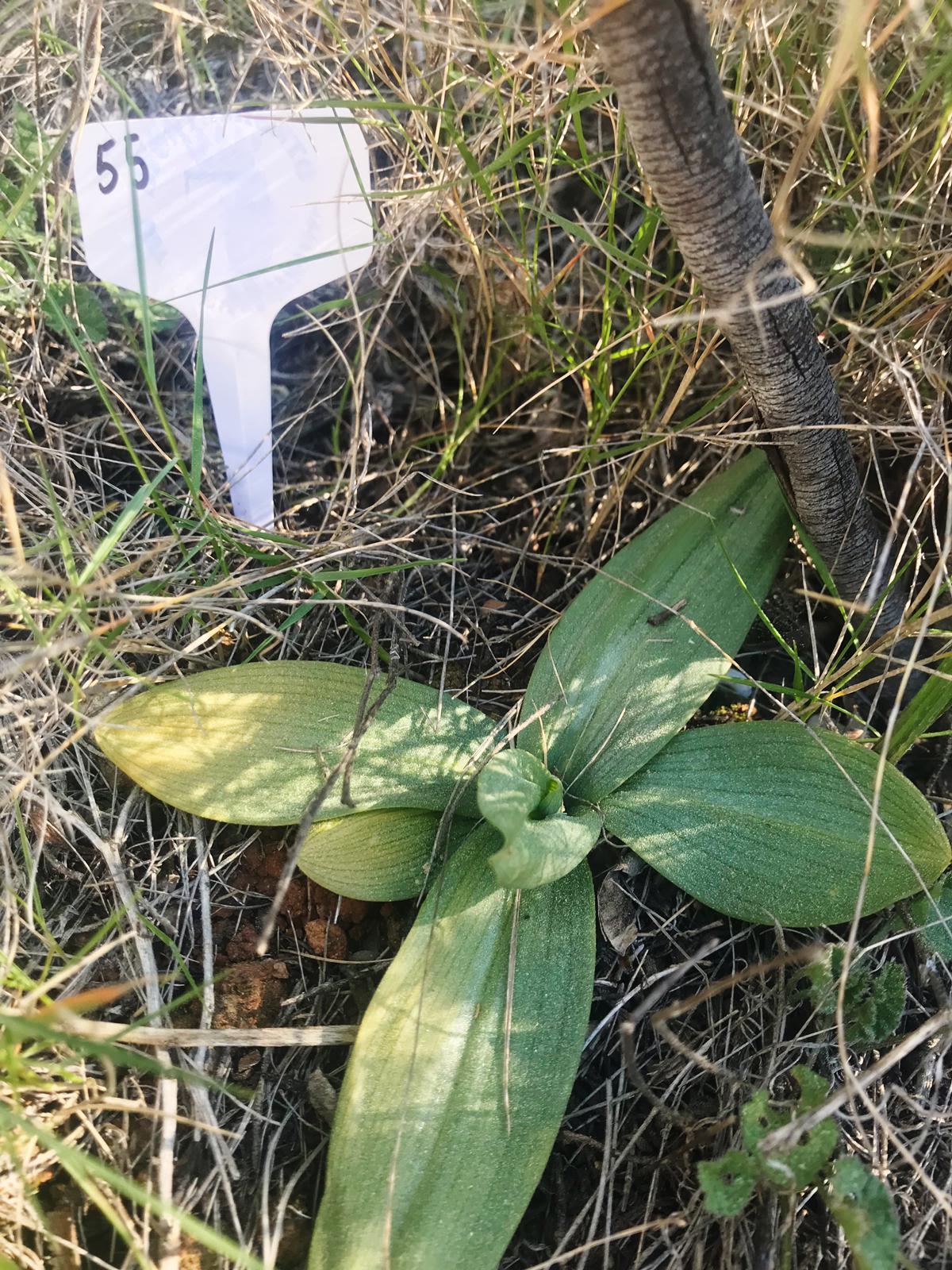 Orquídeas Alcalalí