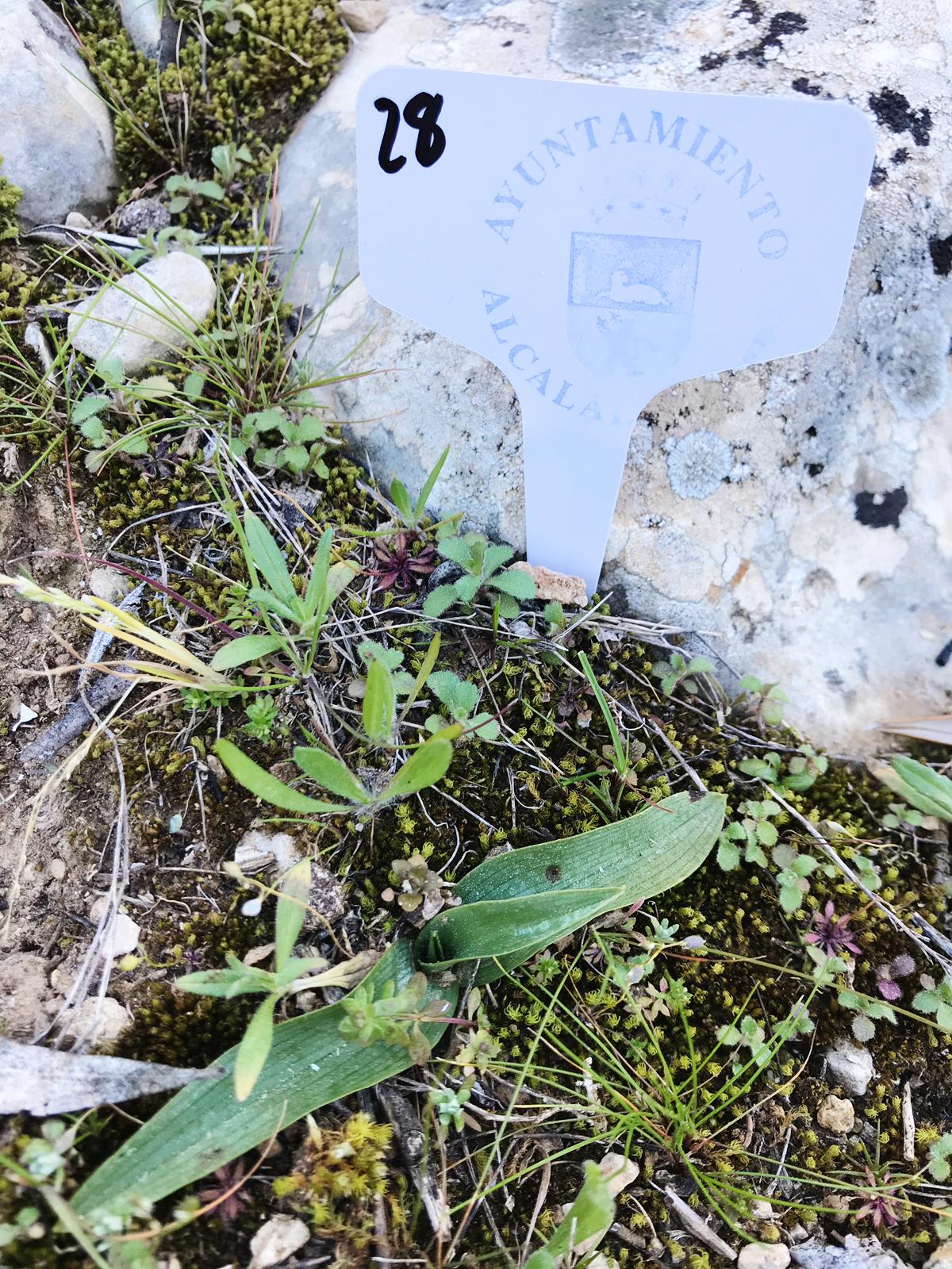 Orquídeas Alcalalí
