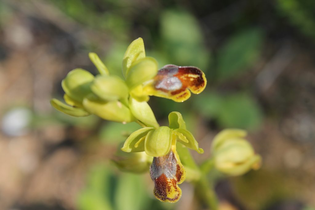 Orquídeas -Alcalalí
