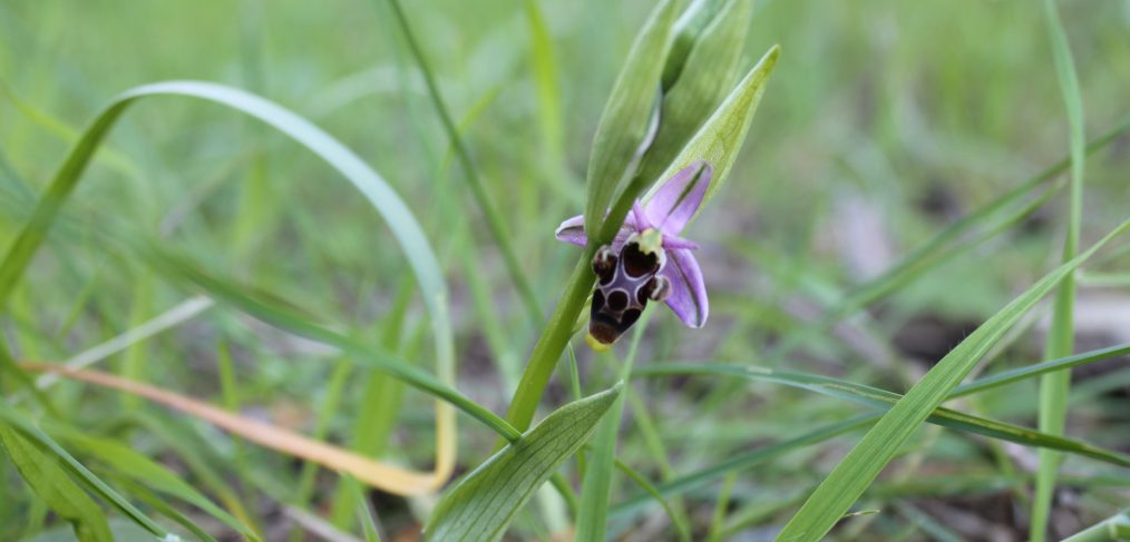 Orquídeas Alcalalí